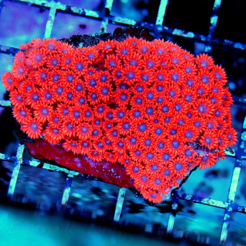 4X3 GONIOPORA-SUPER NEON RED BLUE EYED ULTRA COLORED RED AUSSIE GONIPORA