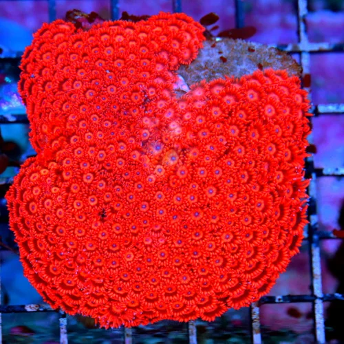 4.5X4.5 XL FIREENGINE RED CHERRY BOMB AUSSIE GONIOPORA-INCREDIBLE SPECIMEN!!