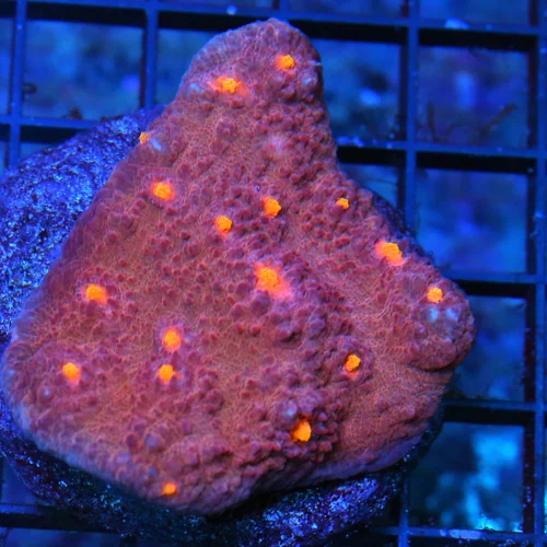 3" ECHINOPHYLLIA CHALICE-VERY VERY NICE ORANGE EYED ULTRA COLORED CHALICE