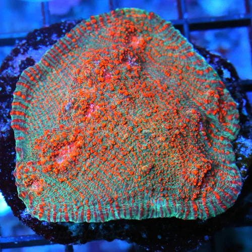 3" INCREDIBLE LAVA FLOW ORANGE EYED ECHINOPHYLLIA CHALICE LIME TENTACLED SUPER GLOWING PURPLE TIPPED