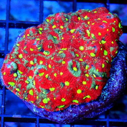 3" FAVITES-ULTRA ULTRA RED WAR CORAL FAVITES WITH BEUTIFUL NEON YELLOW EYES