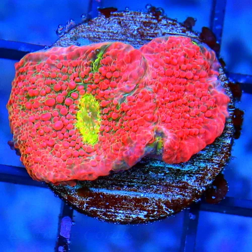 COLLECTOR ECHINOPHYLLIA CHALICE-JASON FOX PINK BOOBIES CHALICE-EACH EYE SELL FOR A HUNDRED OTHER PLA