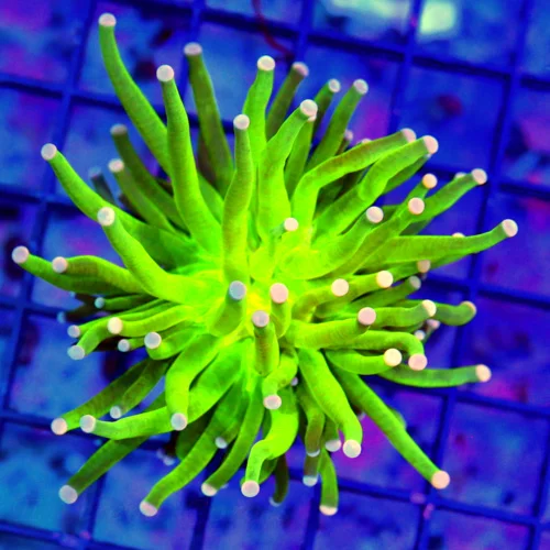 MALAYASIAN PINK TIPPED HOLY GRAIL TORCH-THIS ARE THE HOTTEST TORCH ON THE MARKET-SPECTACULAR COLOR!!