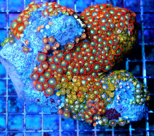 6X4 GIANT XXL SHOW ZOANTHID-GIANT SUPER ULTRA COLORED SHOWPIECE ZOANTHID COLONY ROCK=SPECTACULAR