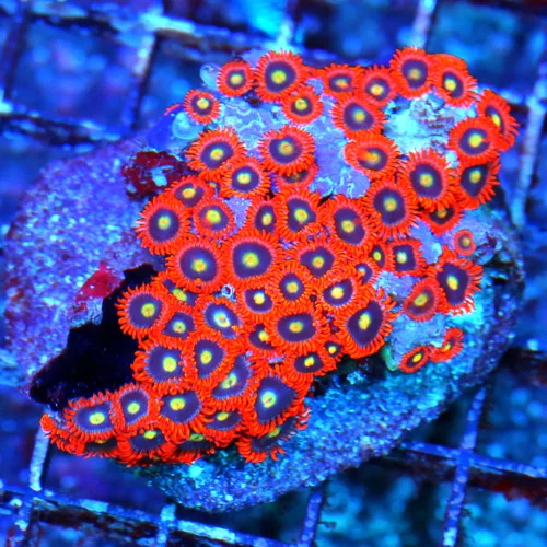 3.5" ULTRA FIRE ZOANTHID-INCREDIBLE COLORED ULTRA GRADE FIJI ZOANTHID