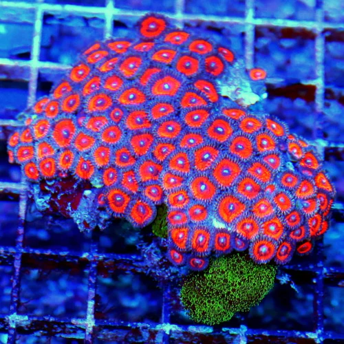 4X3 INDO ULTRA ZOANTHID-COLOR IS VERY VERY NICE-THIS HAS VERY INTENSE COLOR