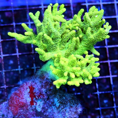 7X5 SINULARIA SPHAGETTI LEATHR-GLOWING NEON LEMON LIME YELLOW-NOT FULLY OPEN IN PHOTO INCREDIBLE