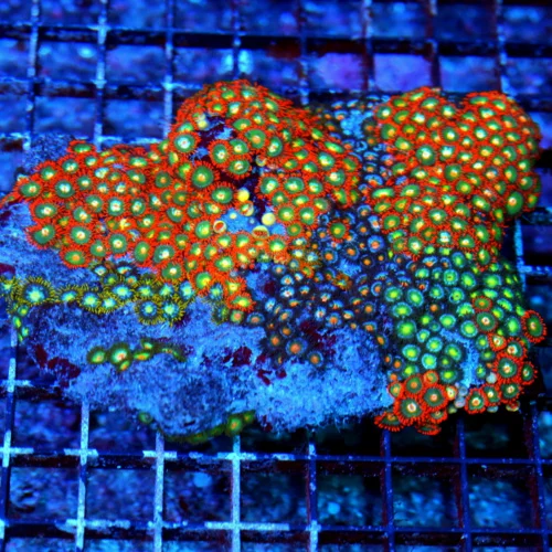 6X4.5 GIANT XXL SHOW ZOANTHID-GIANT SUPER ULTRA COLORED SHOWPIECE ZOANTHID COLONY ROCK=SPECTACULAR