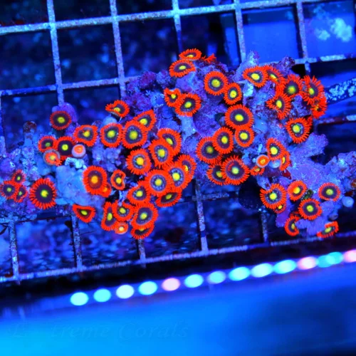 4" ULTRA FIRE ZOANTHID-INCREDIBLE COLORED ULTRA GRADE FIJI ZOANTHID