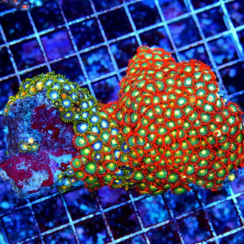 5.5X4.5 GIANT XXL SHOW ZOANTHID-GIANT SUPER ULTRA COLORED SHOWPIECE ZOANTHID COLONY ROCK=SPECTACULAR