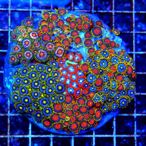 4.5X4.5 ULTRA ULTRA ZOANTHID-HANDPICKED BY SCOTT HAPPY FAMILY COMBO ULTRA INDO ZOOS