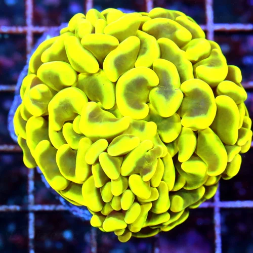 3" BRANCHING HAMMER-ULTRA HIGHLIGHTER YELLOW AUSSIE ULTRA COLORED BRANCHING HAMMER