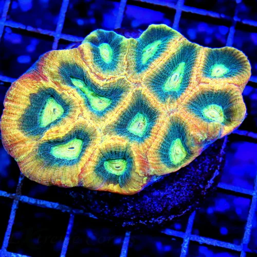 3.5 FAIVA-AWESOME REVERSE DRAGON SOULD FAVIA-GREAT SIZE COLOR AND PRICE