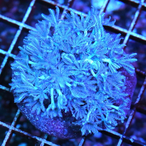 3" RAPID PULSING BLUE XENIA-THESE XENIA PULSES VERY VERY HARD AND IS A RARE BLUE COLOR