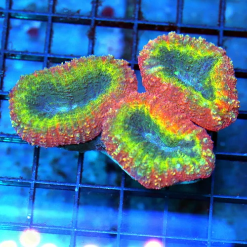 3.5x4.5 LOBOPHYLLIA CORAL - ULTRA FIRE TRI-COLORED  HANDPICKED LOBOPHYLLIA CORAL