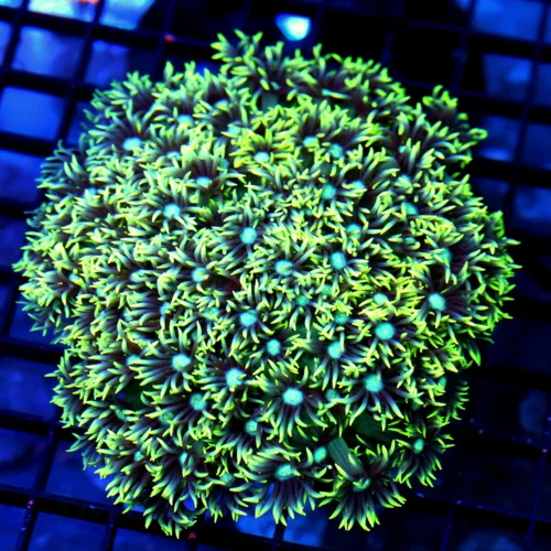 7x7 XL GONIOPORA-SCRAMING NEON GREEN BLUE ALIEN EYED ULTRA COLORED GONIOPORA