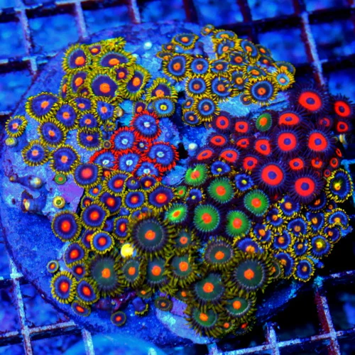4.5X4.5 ULTRA ULTRA ZOANTHID-HANDPICKED BY SCOTT HAPPY FAMILY COMBO ULTRA INDO ZOOS