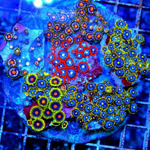 5X4.5 ULTRA ULTRA ZOANTHID-HANDPICKED BY SCOTT HAPPY FAMILY COMBO ULTRA INDO ZOOS