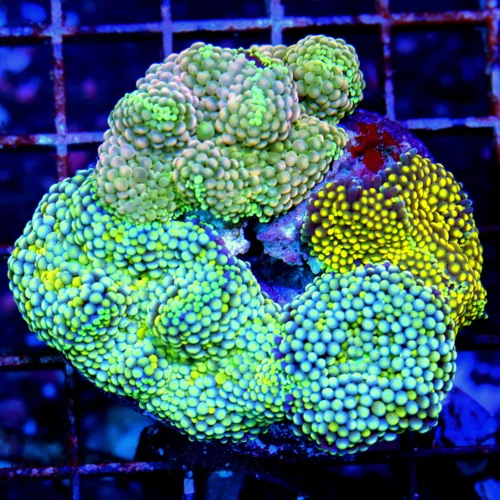 4X4 RICORDIA MUSHROOM COLONY-AWESOME MULTICOLORED RICORDIA MUSHROOM COLONY-VERY NICE!!!