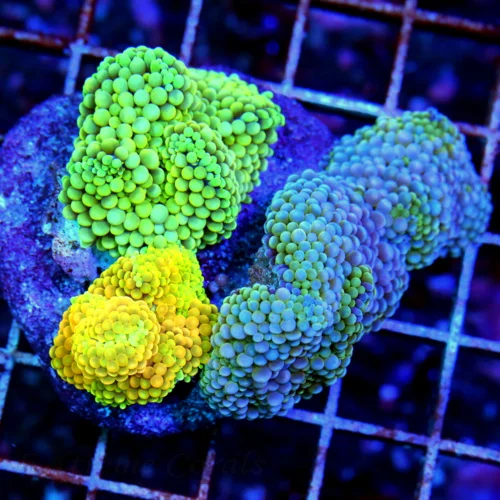 4X4 RICORDIA MUSHROOM COLONY-AWESOME MULTICOLORED RICORDIA MUSHROOM COLONY-VERY NICE!!!