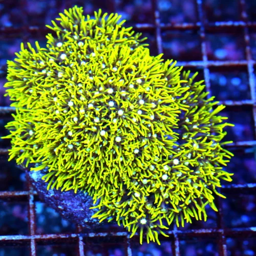 4.5x3.5  METALLIC GREEN STAR POLYPS-VERY VERY BRIGHT RARE COLOR