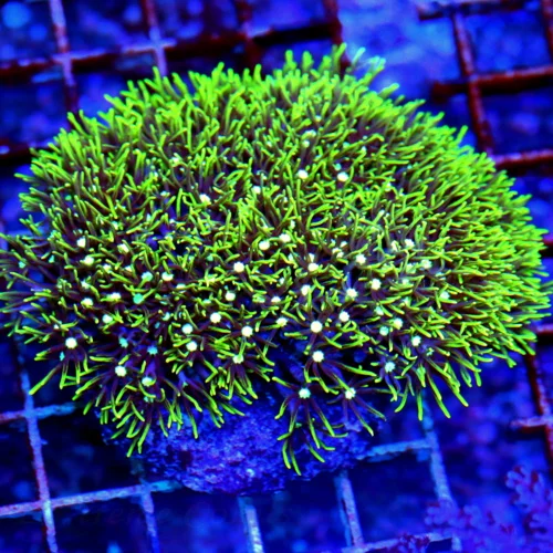 4X3.5 MEATALLIC GREEN STAR POLYPS-FOREST GREEN METALLIC GREEN STAR POLYPS GREAT SIZE SAHPE AND COLOR