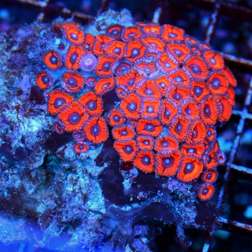 4" ULTRA FIRE ZOANTHID-INCREDIBLE COLORED ULTRA GRADE FIJI ZOANTHID