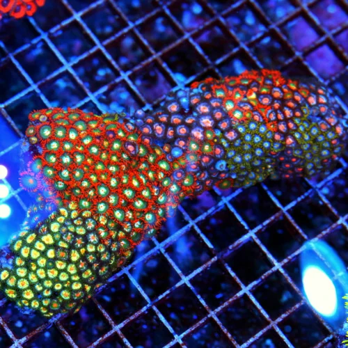 6.5" GIANT XXL SHOW ZOANTHID-GIANT SUPER ULTRA COLORED SHOWPIECE ZOANTHID COLONY ROCK=SPECTACULAR