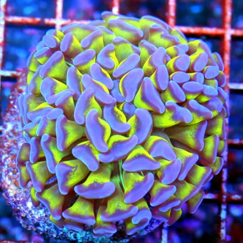 3X3 BRANCHING HAMMER-NEON NEON PURPLEBLUE TIPPED GLOWING TOXIC GREEN AUSSIE BRANCHING HAMMER