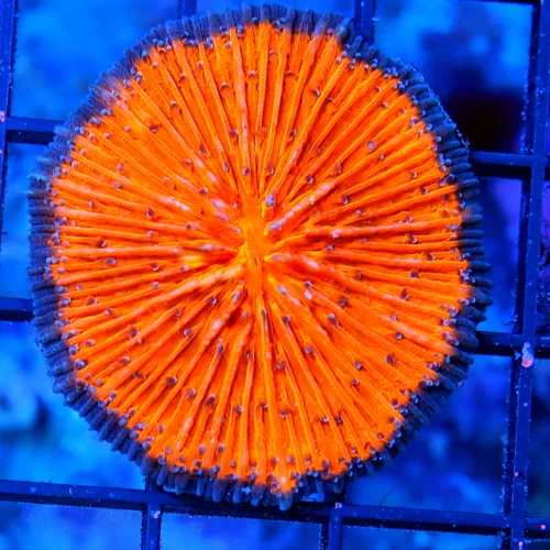 2" PLATE CORAL-SUPER PURPLE RIMMED NEON NEON ORANGE ULTRA COLORED HELMET FUNGIA-I LOVE THESE!!