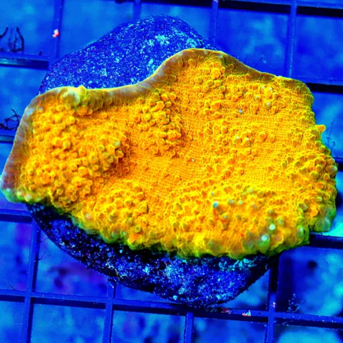 3" ECHINOPHYLLIA CHALICE SUPER SUPER NEON ORANGE GREEN RIMMED DRAGON SLAYER ECHINOPHYLLIA CHALICE