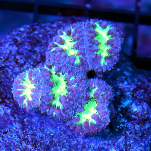 5 POLYPED AUSSIE BLASTOMUSSA WELLSI-SUPER SUPER PURPLE GREEN ALIEN EYED BALSTOMUSSA