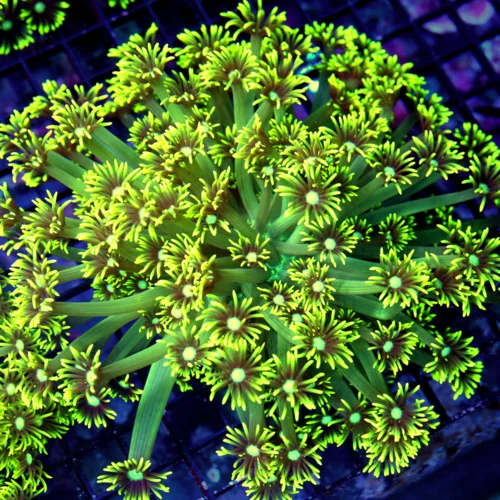 8x8 XXL GONIOPORA-ABSOLUTELY STUNNING LEMON LIME YELLOW ULTRA ULTRA COLORED HUGE GONIOPORA