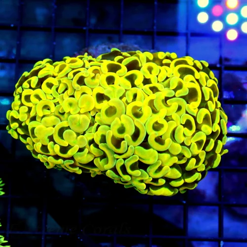 5.5X4 XL HANDPICKED HAMMER-CORAL IS VERY VEYR SPECIAL THIS HAMMER IS A REAL SHOWPIECE