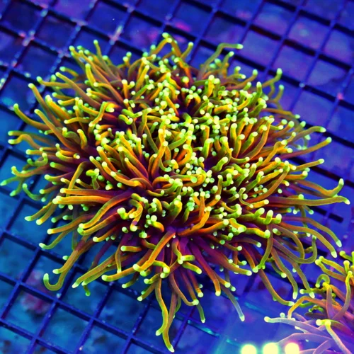 6X6 GIANT XXL ULTRA TORCH-COLLECTORS ITEM HELLFIRE GIANT ULTRA TORCH-BOOK QUALITY COLOR