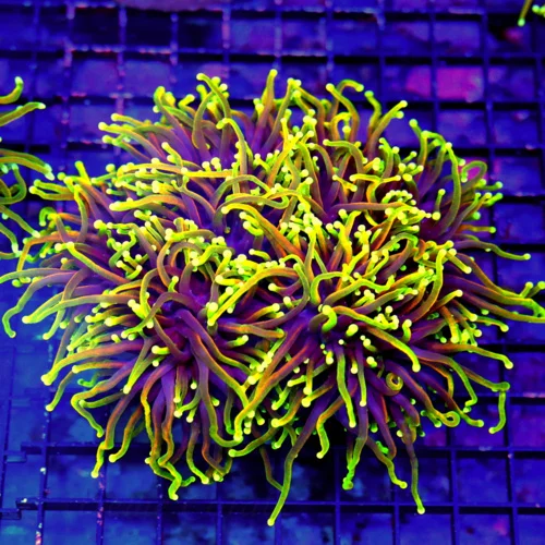 6X6 GINAT XXL ULTRA TORCH COLLECTORS ITEM BLUE NILE GINAT ULTRA GRADE TORCH-MUST BUY FOR COLLECTOR