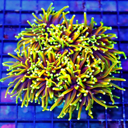 6X6 GIANT XXL ULTRA TORCH-COLLECTORS ITEM HELLFIRE GIANT ULTRA TORCH-BOOK QUALITY COLOR