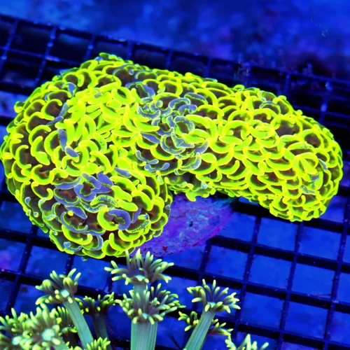 6X4.5 ULTRA HAMMER-STUNNING NEON LEMONLIME YELLOW PURPLE PAINTED ULTRA AUSSIE HAMMER-INSANE COLOR