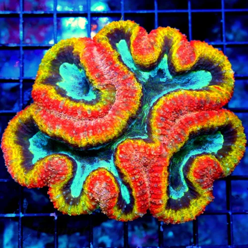 5.5X5 XL ULTRA LOBOPHYLLIA-HANDPICKED BY SCOTT-COLLECTOR ITEM COLOR