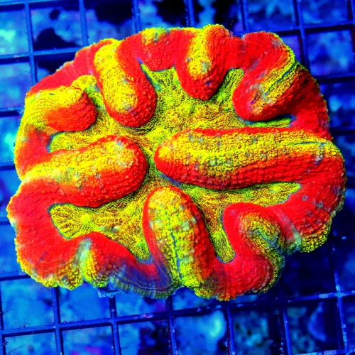 5.5X5 XL ULTRA LOBOPHYLLIA-HANDPICKED BY SCOTT-COLLECTOR ITEM COLOR