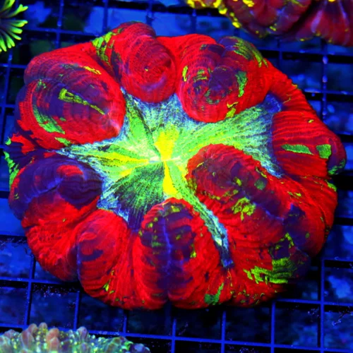 5.5X5.5 XXL RAINBOW WELLSOPHYLLIA-SOME OF THE BEST RAINBOW WELLSOS I HAVE SEEN IN YEARS-EPEC COLORS!