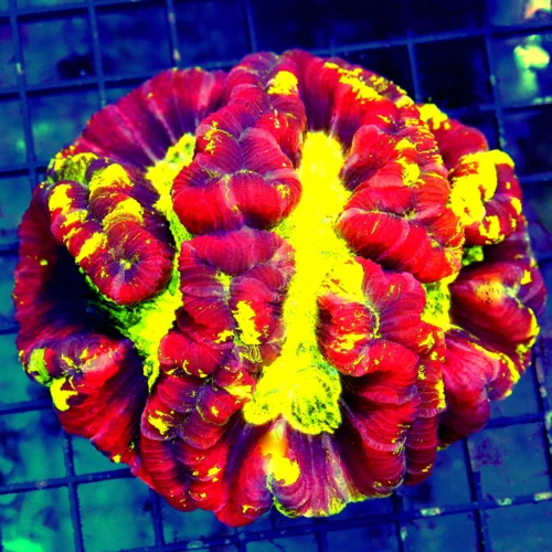 5X5 XXL RAINBOW WELLSOPHYLLIA-SOME OF THE BEST RAINBOW WELLSOS I HAVE SEEN IN YEARS-EPEC COLORS!