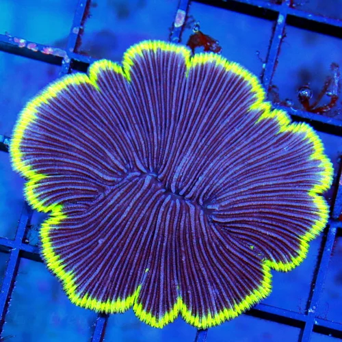 2.5" DIASERIES PLATE CORAL-COLLECTOR PLATE I BOUGHT EVERYONE THEY HAD SUPER PURPLE YELLOW RIM