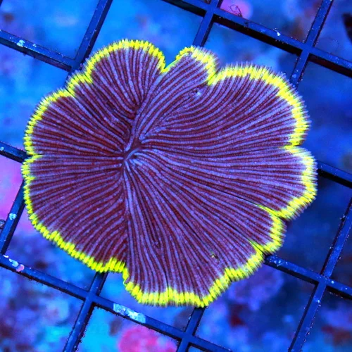 2.5" DIASERIES PLATE CORAL-COLLECTOR PLATE I BOUGHT EVERYONE THEY HAD SUPER PURPLE YELLOW RIM