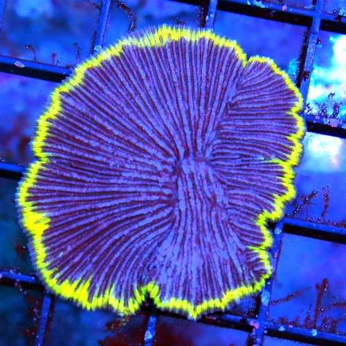 2.5" DIASERIES PLATE CORAL-COLLECTOR PLATE I BOUGHT EVERYONE THEY HAD SUPER PURPLE YELLOW RIM