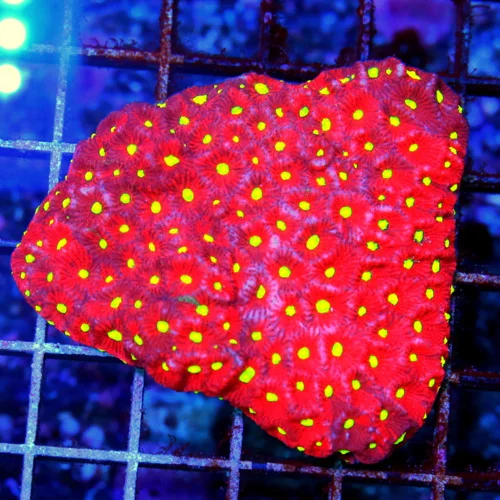 4X3 FAVITES-BEAUTIFUL GLOWING YELLOW EYED NEON NEON RED WAR CORAL FAVITES