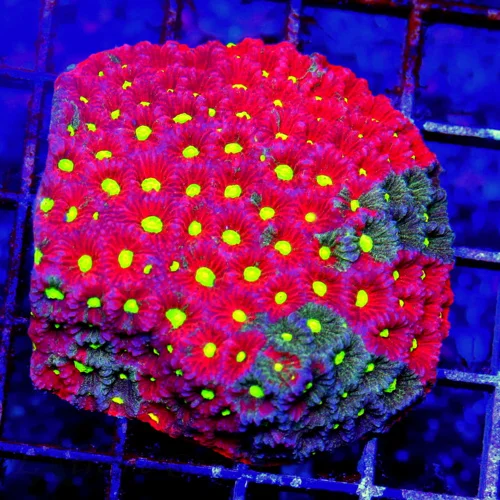 3" FAVITES AWESOME COMBO AUSSIE WAR CORAL FAVITES-I LOVE THIS SPECIMEN