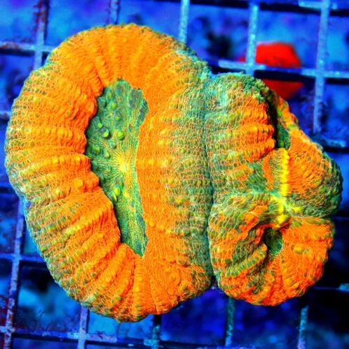 3X3 LOBOPHYLLIA AWESOME MULTICOLORED ULTRA GRADE AWESOME COLORED AUSSIE LOBOPHYLLIA