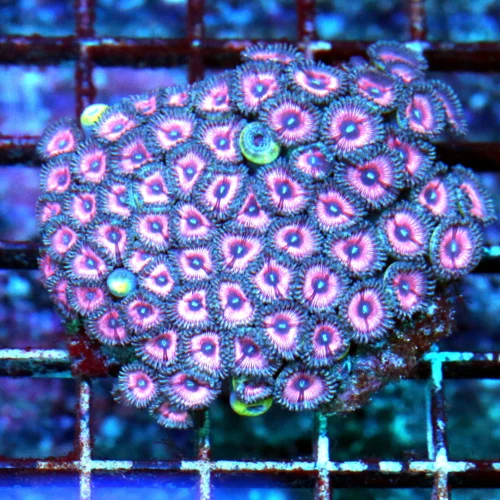 3.5" INDO ULTRA ZOANTHID-COLOR IS RARE THIS IS A STUNNING ULTRA COLOR ZOO!!