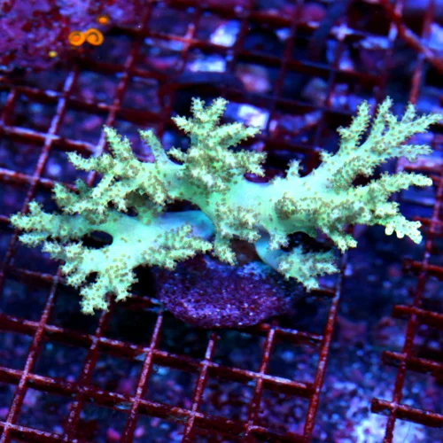 5X4 SINULARIA LEATHER-INDO LIME GREEN SINULARIA LEATHER GREAT SIZE AND COLOR